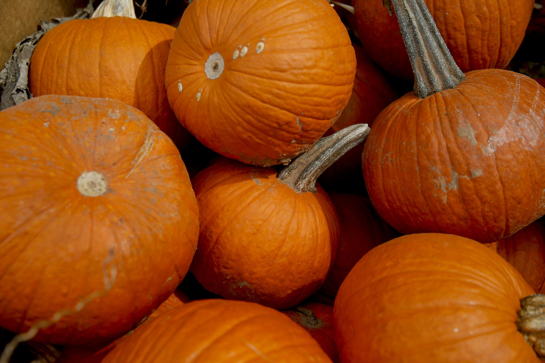 Insanity Farms (at Pumpkin Town Farms)